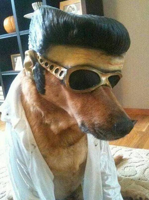 Funny Animals (54 pics)