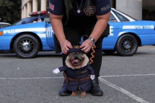 Funny Animals (54 pics)
