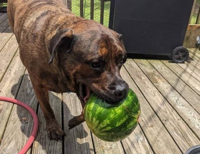 Funny Animals (54 pics)