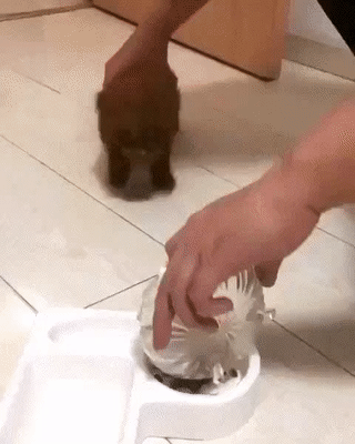 Funny Animals (54 pics)