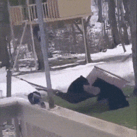 Funny Animals (54 pics)
