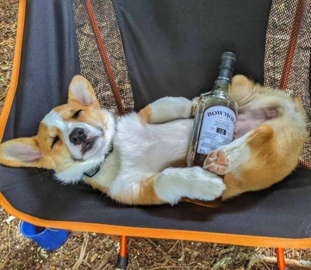 Funny Animals (54 pics)
