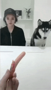 Funny Animals (54 pics)