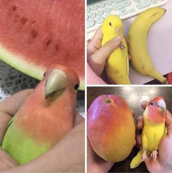 Funny Animals (54 pics)