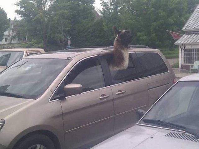 Funny Animals (54 pics)