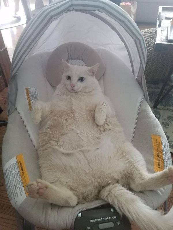 Funny Animals (54 pics)