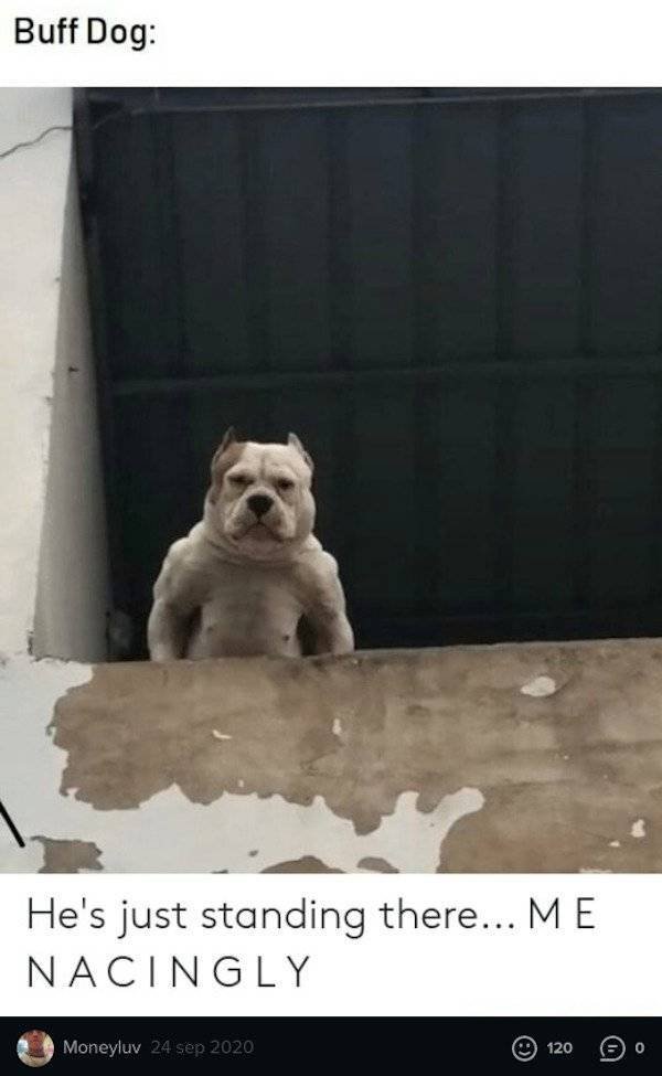 Funny Animals (54 pics)