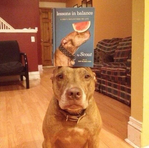 Funny Animals (54 pics)