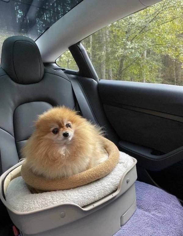 Funny Animals (54 pics)