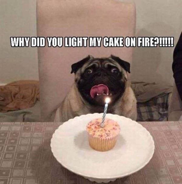 Funny Animals (54 pics)