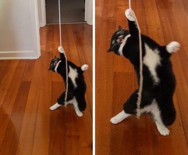 Funny Animals (54 pics)