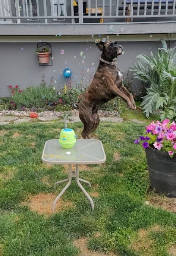 Funny Animals (54 pics)