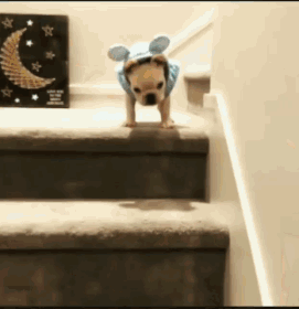 Funny Animals (54 pics)