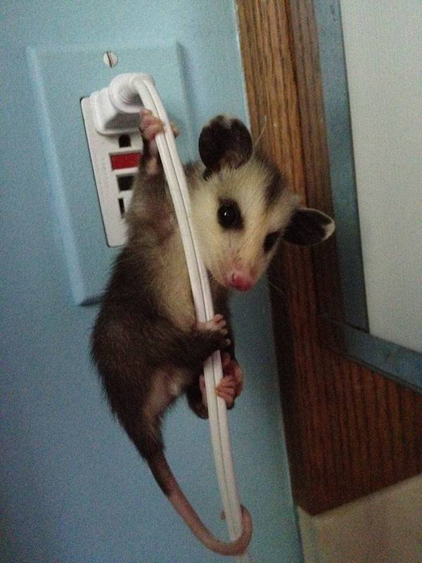 Funny Animals (54 pics)