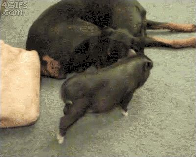 Funny Animals (54 pics)