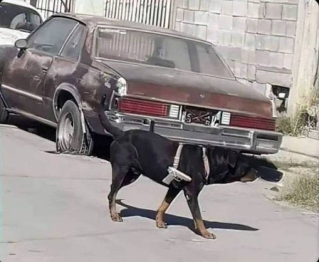 Funny Animals (54 pics)