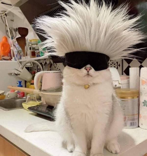 Funny Animals (54 pics)