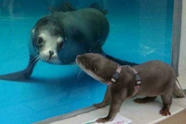 Funny Animals (54 pics)