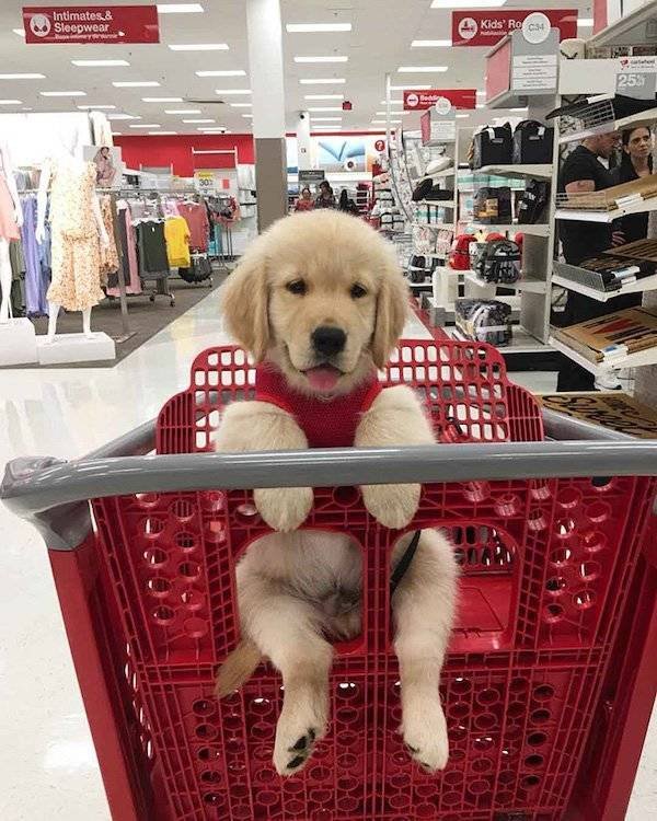 Funny Animals (54 pics)
