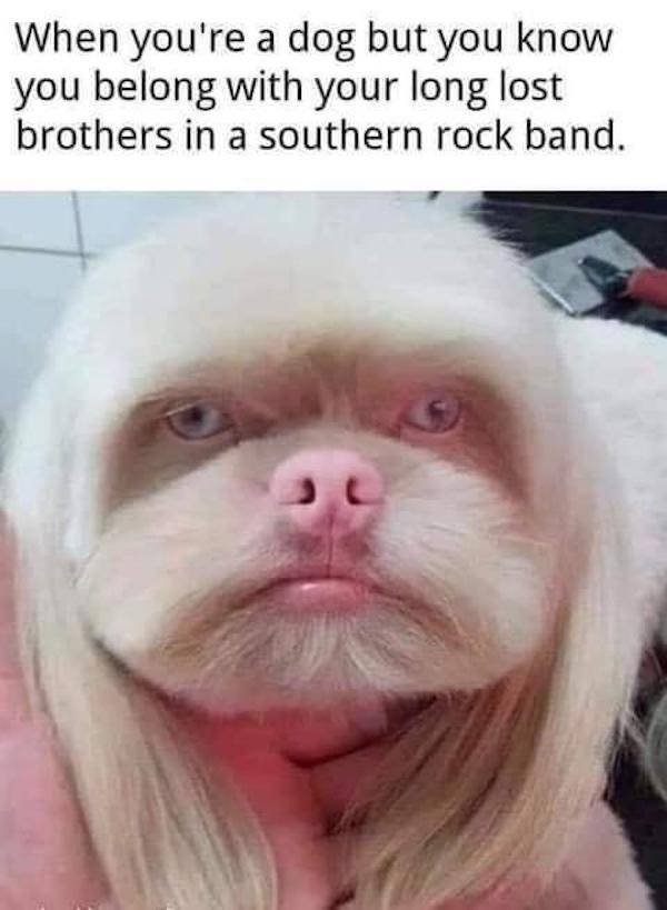 Funny Animals (54 pics)