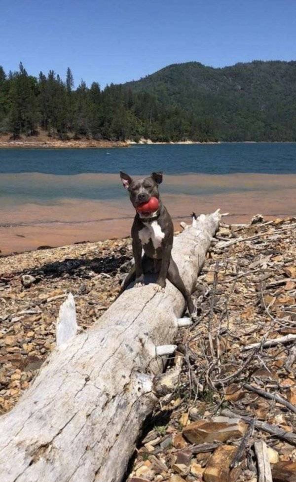 Funny Animals (54 pics)