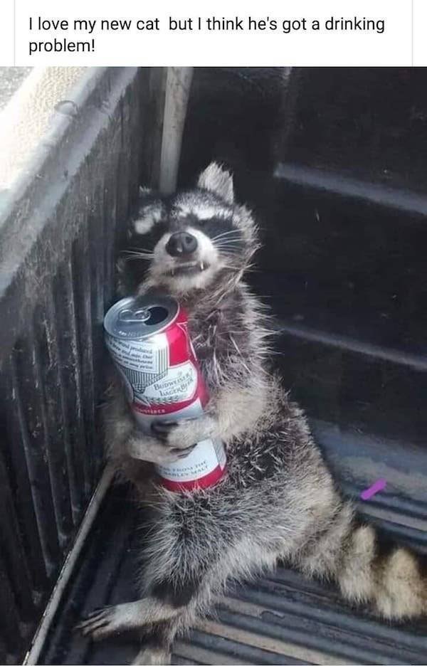 Funny Animals (54 pics)