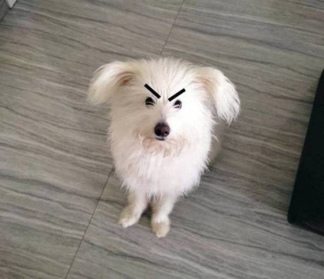 Funny Animals (54 pics)