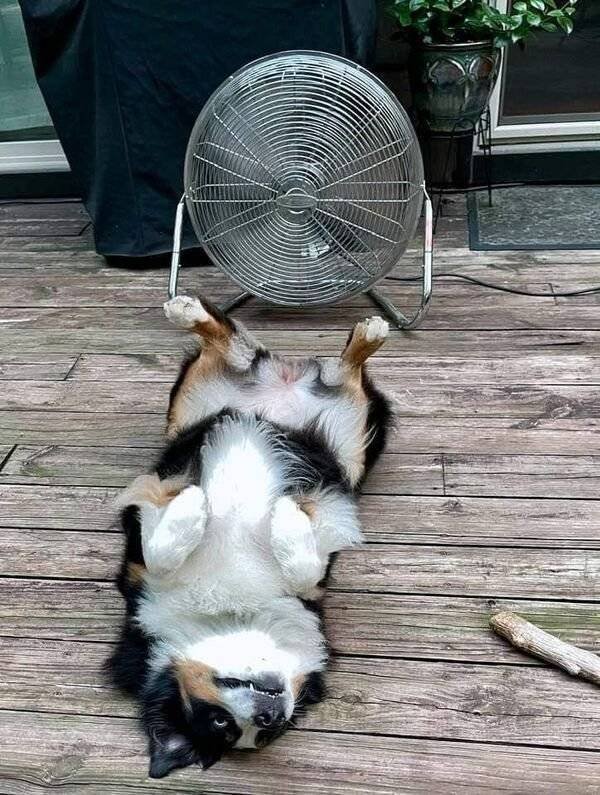 Funny Animals (54 pics)