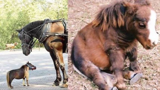 Funny Animals (54 pics)
