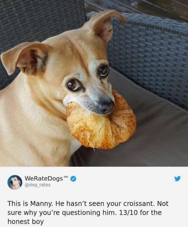Funny Animals (54 pics)