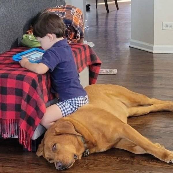 Funny Animals (54 pics)