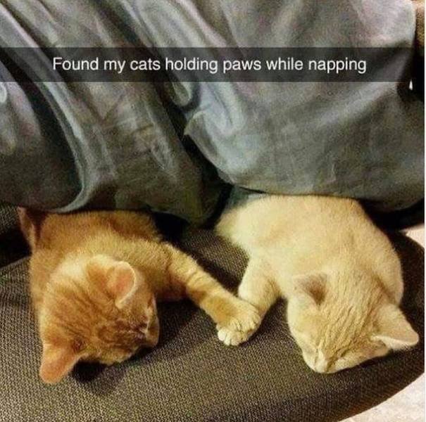 Funny Animals (54 pics)