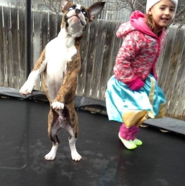 Funny Animals (54 pics)