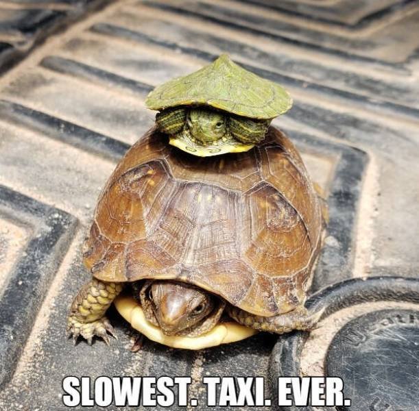 Funny Animals (54 pics)