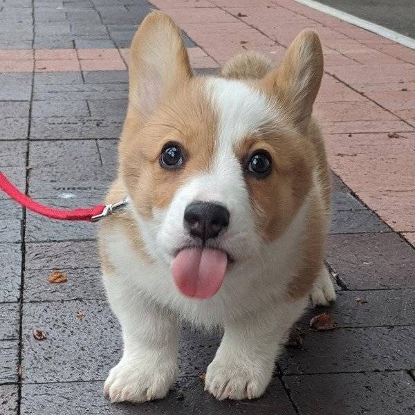 Funny Animals (54 pics)