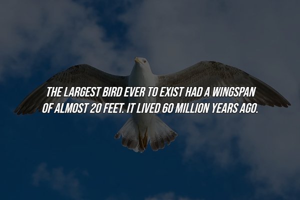 History Facts (16 pics)