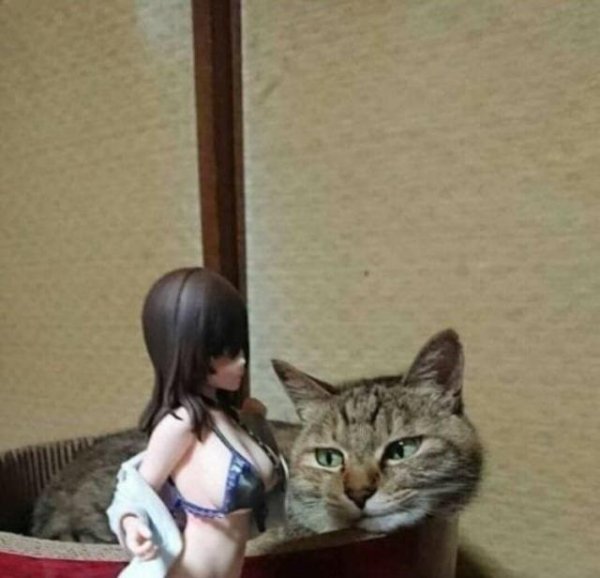 Cats Memes And Pictures (32 pics)