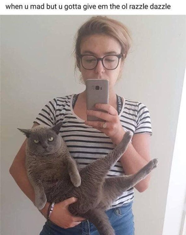 Cats Memes And Pictures (32 pics)
