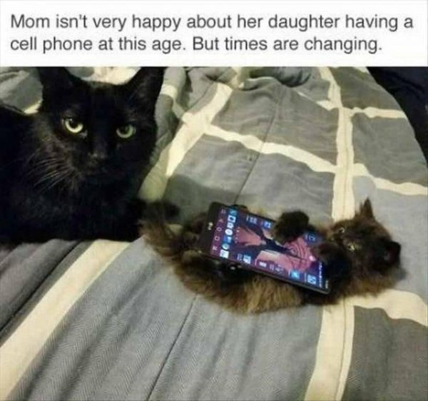 Cats Memes And Pictures (32 pics)