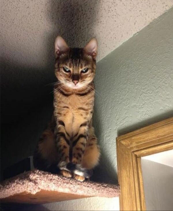 Cats Memes And Pictures (32 pics)