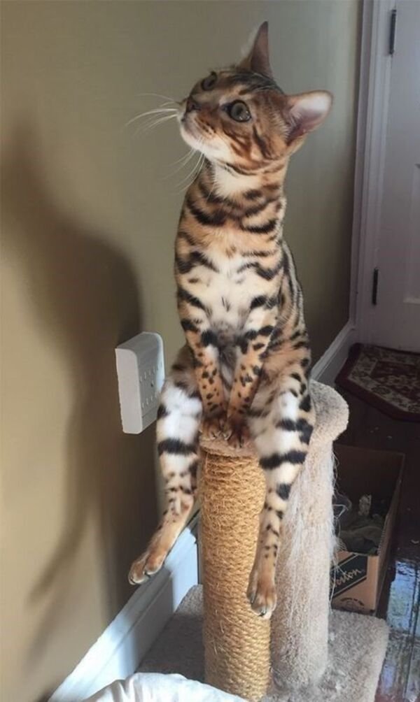 Cats Memes And Pictures (32 pics)