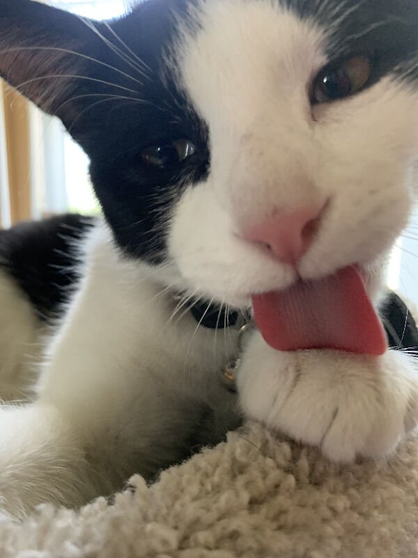 Cats Memes And Pictures (32 pics)