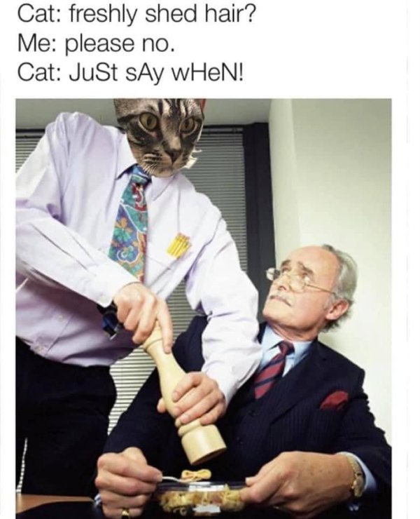 Cats Memes And Pictures (32 pics)