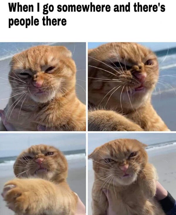 Cats Memes And Pictures (32 pics)