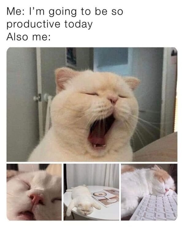 Cats Memes And Pictures (32 pics)