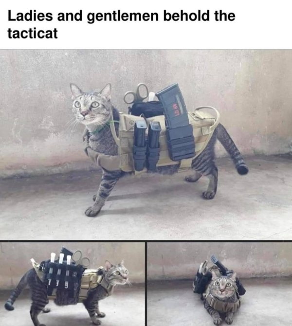 Cats Memes And Pictures (32 pics)