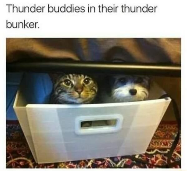 Cats Memes And Pictures (32 pics)