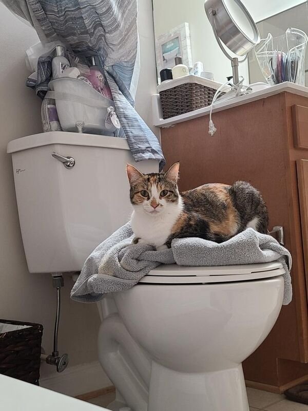 Cats Memes And Pictures (32 pics)