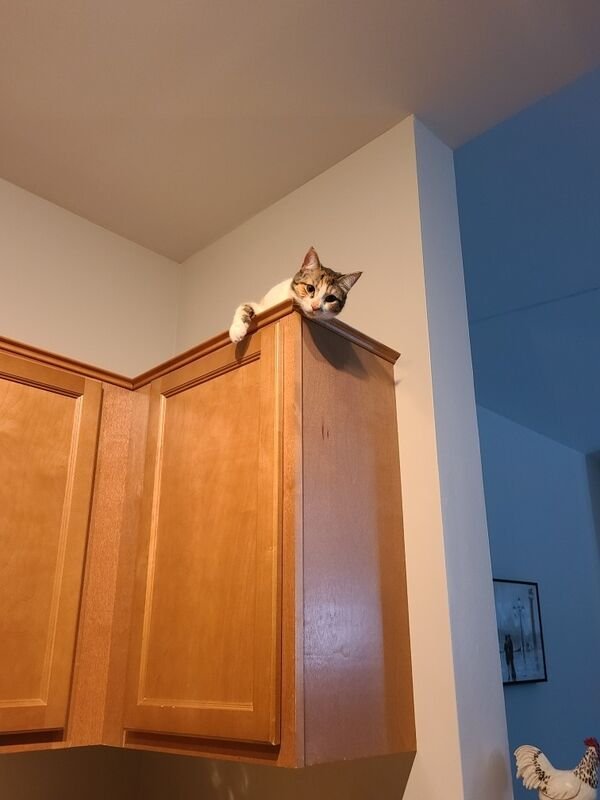 Cats Memes And Pictures (32 pics)