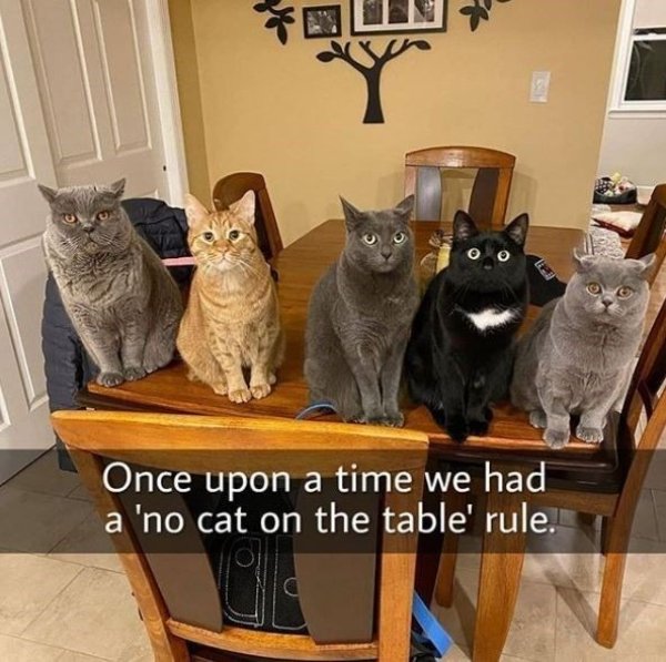 Cats Memes And Pictures (32 pics)